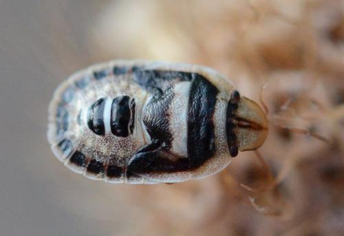 Sciocoris macrocephalus